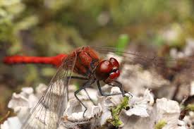 Attēlu rezultāti vaicājumam “Sympetrum”