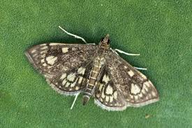 Attēlu rezultāti vaicājumam “Anania stachydalis”