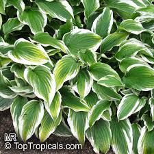 Attēlu rezultāti vaicājumam “Hosta sp. leaf”