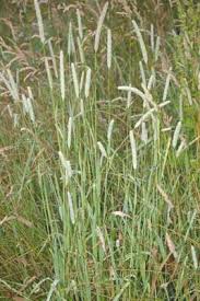 Attēlu rezultāti vaicājumam “Phleum pratense”