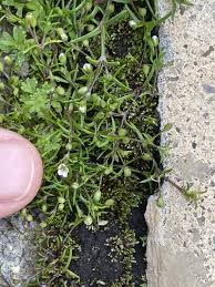 Attēlu rezultāti vaicājumam “Sagina procumbens leaf”