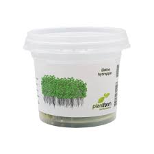 Attēlu rezultāti vaicājumam “Elatine hydropiper”