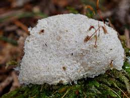 Attēlu rezultāti vaicājumam “Fuligo cinerea”