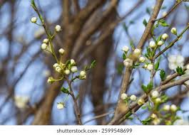 Attēlu rezultāti vaicājumam “Prunus cerasifera var. divaricata bud”