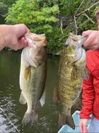 Image result for Micropterus dolomieu