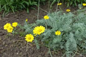 Image result for Färberkamille