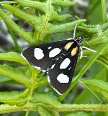 Attēlu rezultāti vaicājumam “Anania funebris”