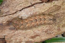 Attēlu rezultāti vaicājumam “Polia nebulosa”