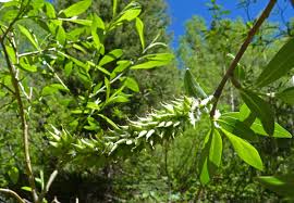 Attēlu rezultāti vaicājumam “Salix x doniana”