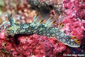 ผลการค้นหารูปภาพสำหรับ Bornella Anguilla