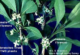 Attēlu rezultāti vaicājumam “Carex dioica male flower”