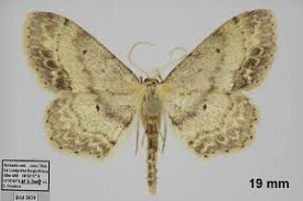 Attēlu rezultāti vaicājumam “Idaea dimidiata”