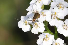 Attēlu rezultāti vaicājumam “Adela cuprella”