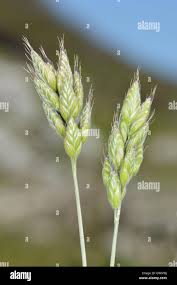 Attēlu rezultāti vaicājumam “Bromus hordeaceus subsp. hordaceus”