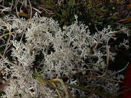 Attēlu rezultāti vaicājumam “Cladonia mitis”
