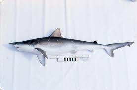 Image result for Rhizoprionodon terraenovae