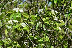 Attēlu rezultāti vaicājumam “Crataegus chrysocarpa”