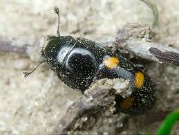 Attēlu rezultāti vaicājumam “Glischrochilus hortensis”