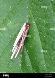 Attēlu rezultāti vaicājumam “Psyche casta”