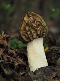 Attēlu rezultāti vaicājumam “Morchella sp.”