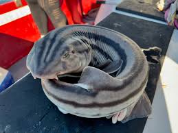 Image result for Poroderma africanum