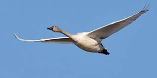 Attēlu rezultāti vaicājumam “Cygnus columbianus adult”