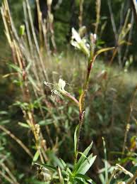 Attēlu rezultāti vaicājumam “Silene tatarica flower”