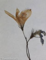 Attēlu rezultāti vaicājumam “Campanula patula fruit”