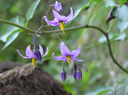 Attēlu rezultāti vaicājumam “Solanum dulcamara flower”