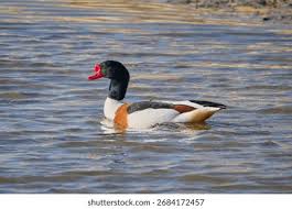 Attēlu rezultāti vaicājumam “Tadorna tadorna male”