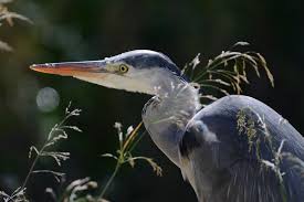 Attēlu rezultāti vaicājumam “Ardea cinerea adult”