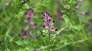 Attēlu rezultāti vaicājumam “Fumaria officinalis leaf”