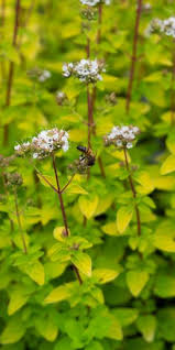 Attēlu rezultāti vaicājumam “Origanum vulgare flower”