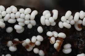 Attēlu rezultāti vaicājumam “Trichia varia spores”