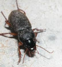 Attēlu rezultāti vaicājumam “Pseudoophonus rufipes”