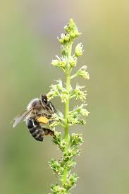 Attēlu rezultāti vaicājumam “Arctophila superbiens”
