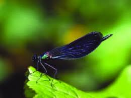 Attēlu rezultāti vaicājumam “Calopteryx splendens”