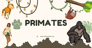 Attēlu rezultāti vaicājumam “Primates”