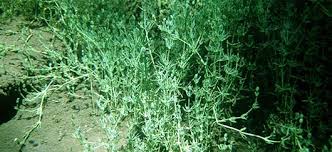 Attēlu rezultāti vaicājumam “Chara hispida”