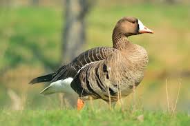 Attēlu rezultāti vaicājumam “Anser albifrons”