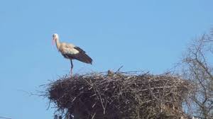 Attēlu rezultāti vaicājumam “Dendrocopos medius nest”