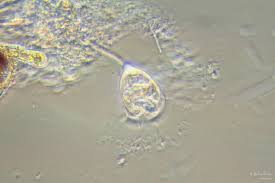 Attēlu rezultāti vaicājumam “Odontoschisma sphagni”