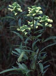 Attēlu rezultāti vaicājumam “Pedicularis palustris subsp. opsiantha”
