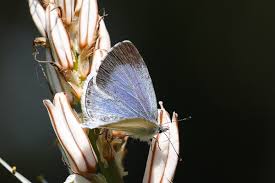Attēlu rezultāti vaicājumam “Celastrina argiolus underside”