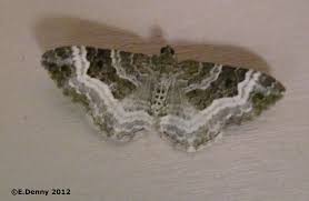 Attēlu rezultāti vaicājumam “Epirrhoe tristata imago”