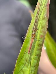 Attēlu rezultāti vaicājumam “Tanytarsus”