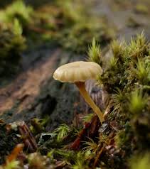 Attēlu rezultāti vaicājumam “Lichenomphalia umbellifera”