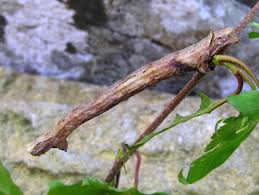 Attēlu rezultāti vaicājumam “Crocallis elinguaria imago”