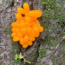 Attēlu rezultāti vaicājumam “Dacrymyces chrysospermus”