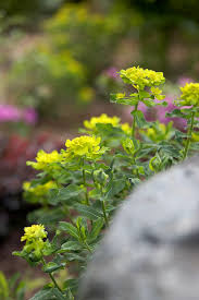 Attēlu rezultāti vaicājumam “Euphorbia palustris flower”